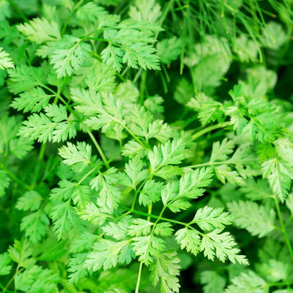 Winter Chervil Herb Seeds