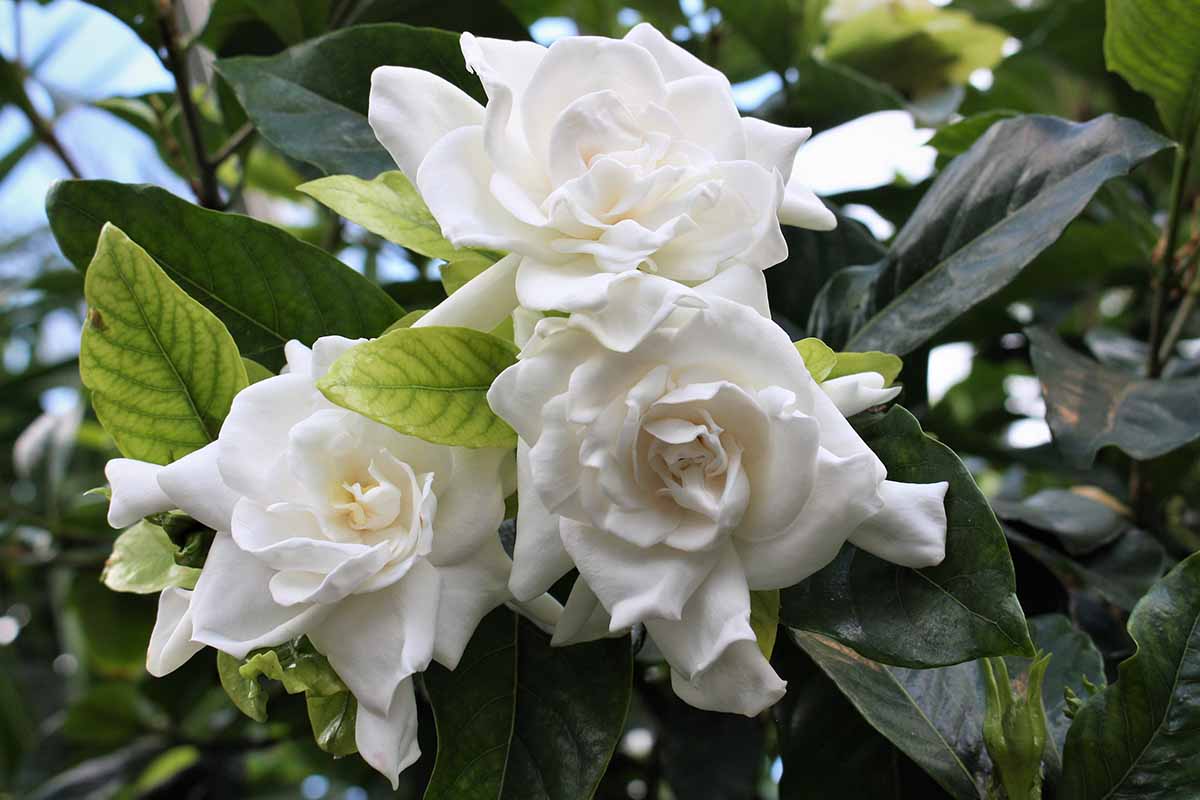 Gardenia Jasminoides Flower seeds for Planting Vibrant Colors Heirloom & GMO Free Seeds for Home Garden 
 
 Sale for planting in home garden