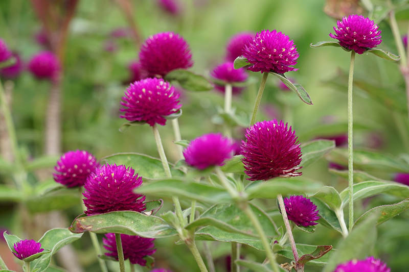Purple Gomphrena Globe Amaranth Flower Seeds
