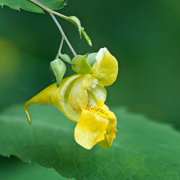 Yellow Jewelweed Flower Seeds