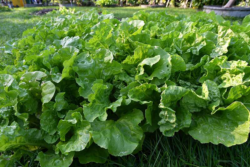 Green in the Snow Mustard Vegetable Seeds