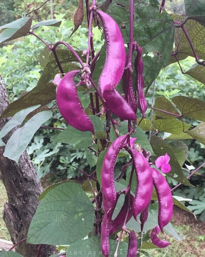 Hyacinth Bean Lablab Purpureus Vegetable Seeds