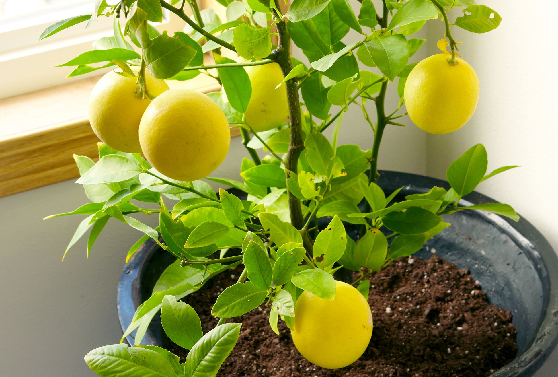 citrus plant from seed Meyer Lemon Fruit Seeds for Planting – Heirloom, Non-GMO, Indoor-Frien – Pure Asia Seeds