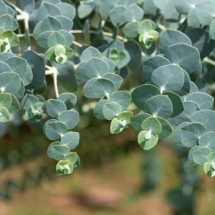 Eucalyptus Gunnii Tree Seeds for Planting – Heirloom, Non-GMO, Aromatic, Fast-Growing