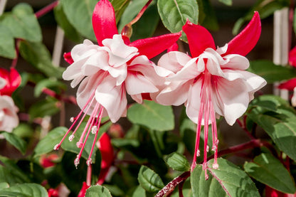 Mixed Fuchsia Flower Seeds