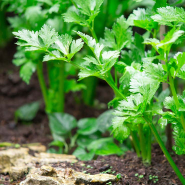 Celery Vegetable Seeds for Planting – Heirloom, Non-GMO, Crisp, Aromatic