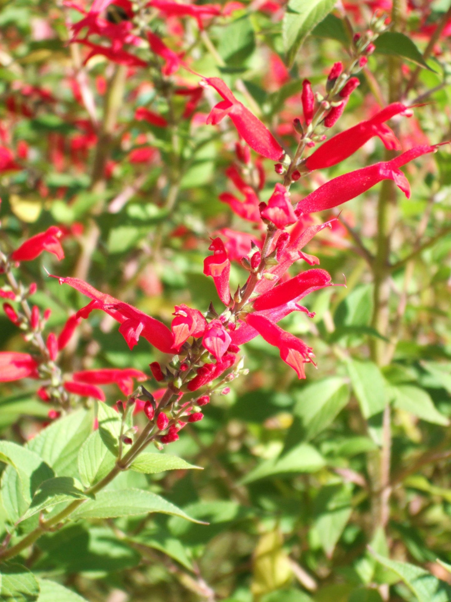 Pineapple Sage Flower Seeds