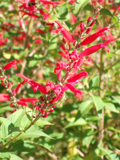 Pineapple Sage Flower Seeds