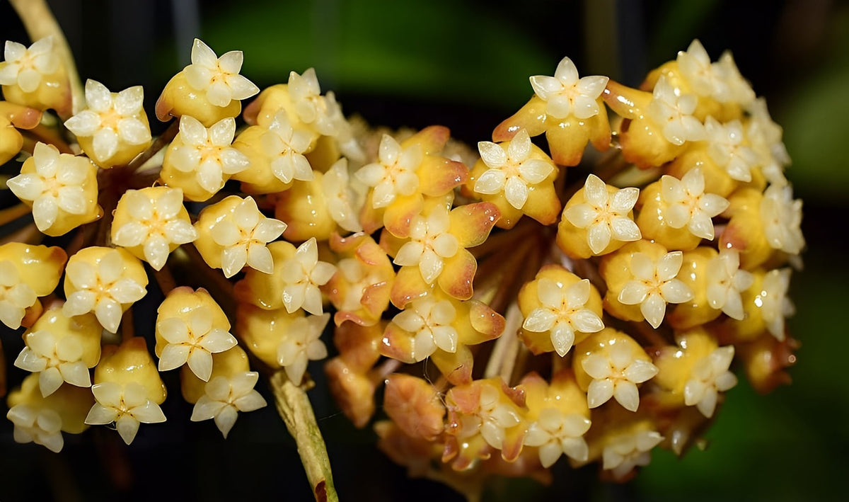 Hoya Flower seeds for Planting Garden Favorite Heirloom & GMO Free Seeds for Home Garden 
 
 Sale for planting in home garden