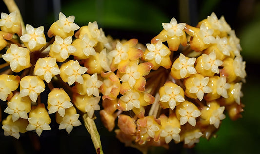 Hoya Flower seeds for Planting Garden Favorite Heirloom & GMO Free Seeds for Home Garden 
 
 Sale for planting in home garden