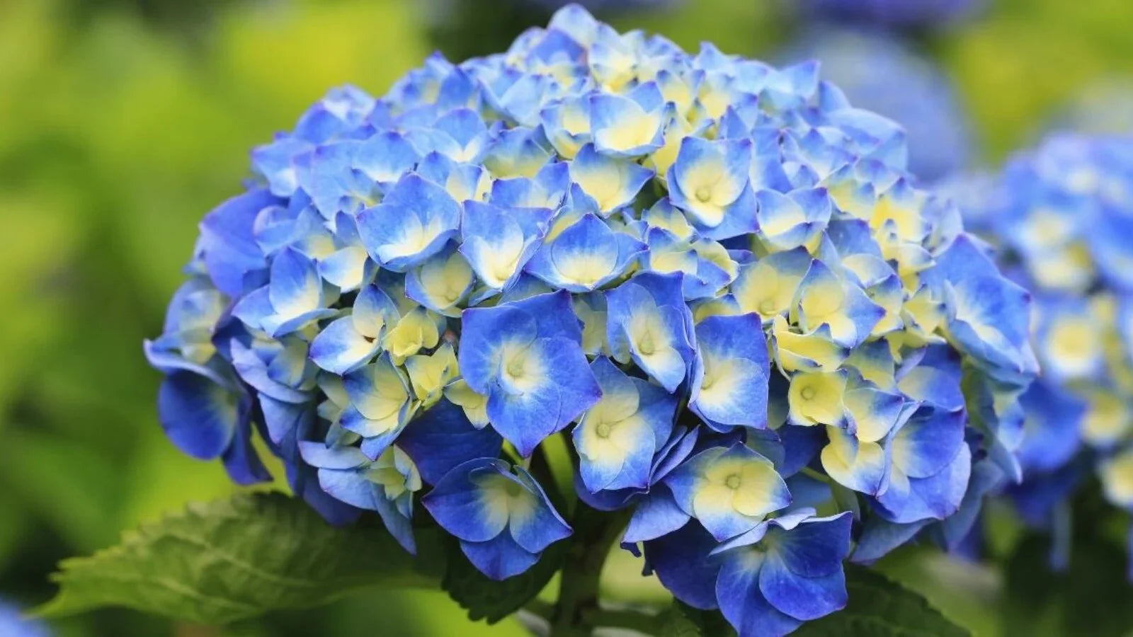 Hydrangea Macrophylla Flower Seeds
