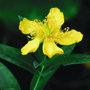 Hypericum Ascyron Flower Seeds