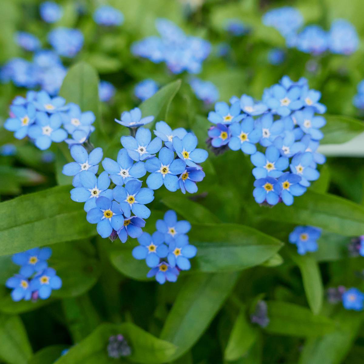 Forget-Me-Not Flower Seeds
