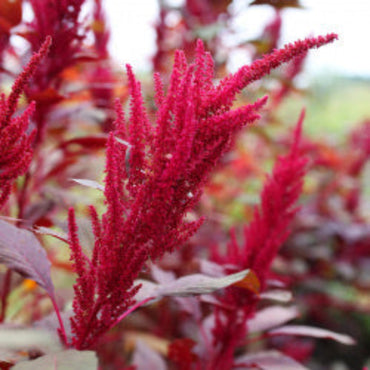 Amaranthus Seeds - Easy-to-Grow Nutrient-Rich Garden Plant