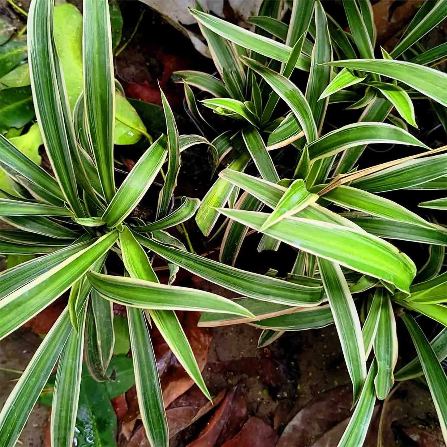 Variegated Cat Grass Plant Seeds