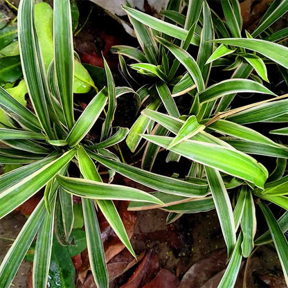 Variegated Cat Grass Plant Seeds