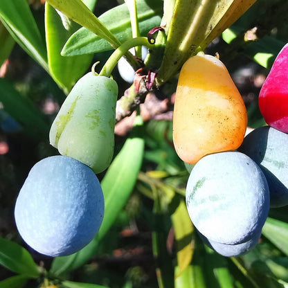 Podocarpus Macrophyllus Fruit Seeds