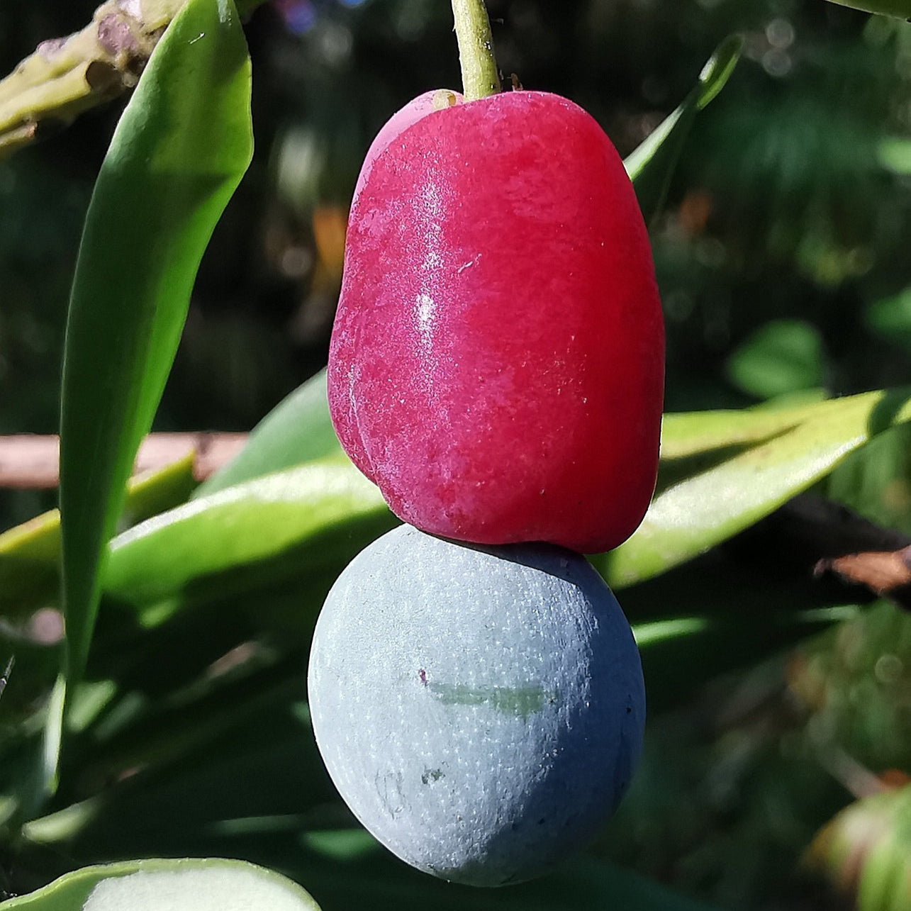 Podocarpus Macrophyllus Fruit Seeds