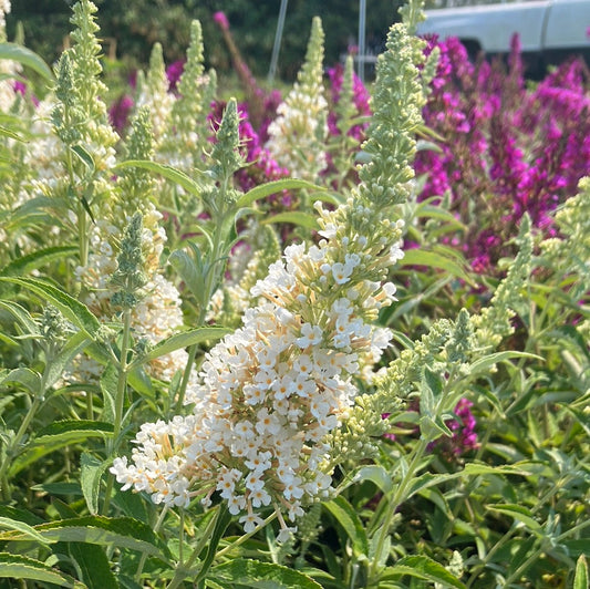 White Butterfly Bush Flower Seeds