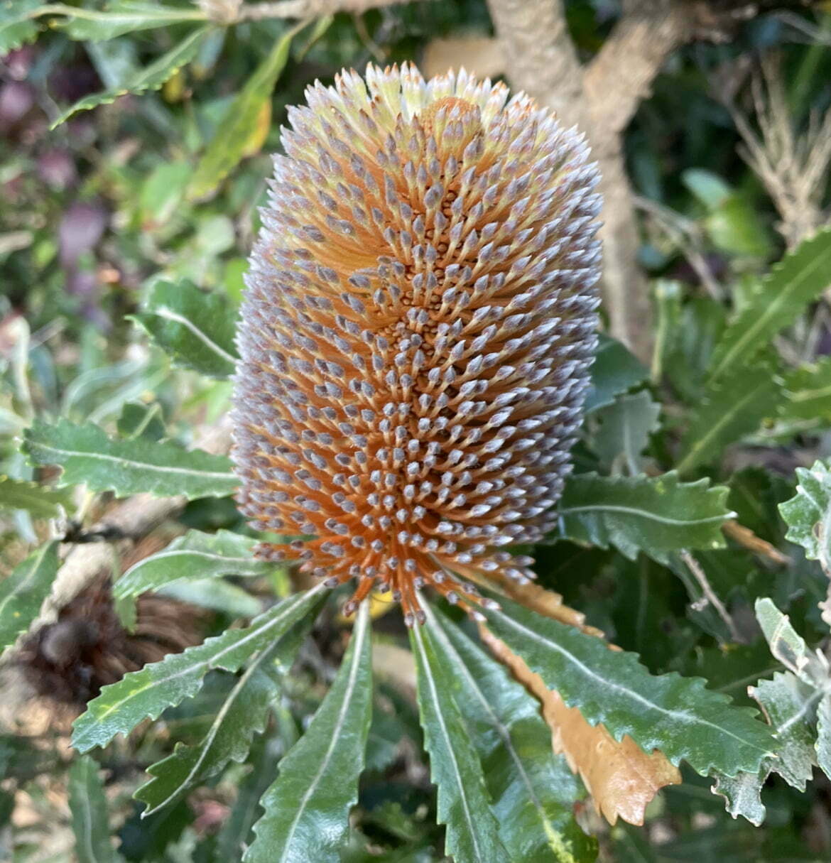 Banksia Flower seeds for Planting Colorful Display Heirloom & GMO Free Seeds for Home Garden