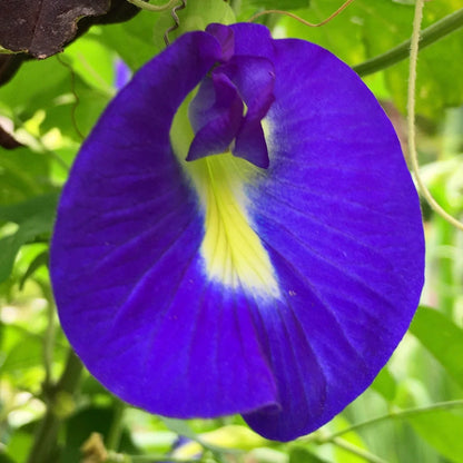 Clitoria-Blumensamen zum Pflanzen – Robuste Sorte, Erbstücksamen & GVO-freie Samen für den Hausgarten