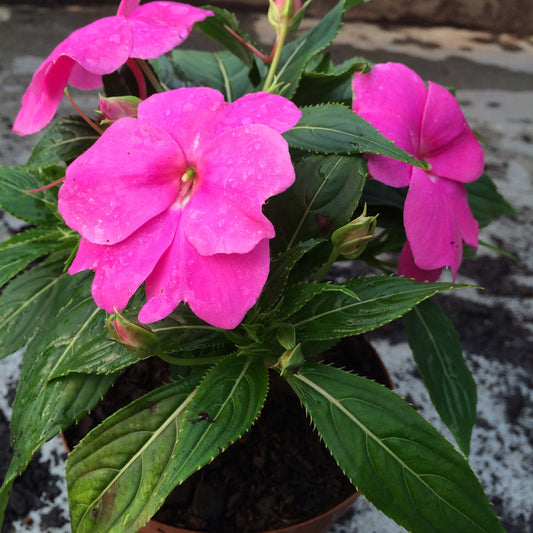 Impatiens, Touch-Me-Not Flower Seeds