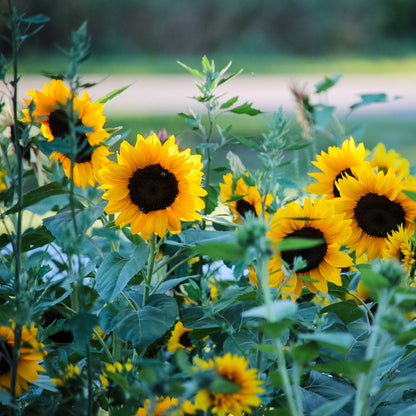 Evening Colors Sunflower Seeds