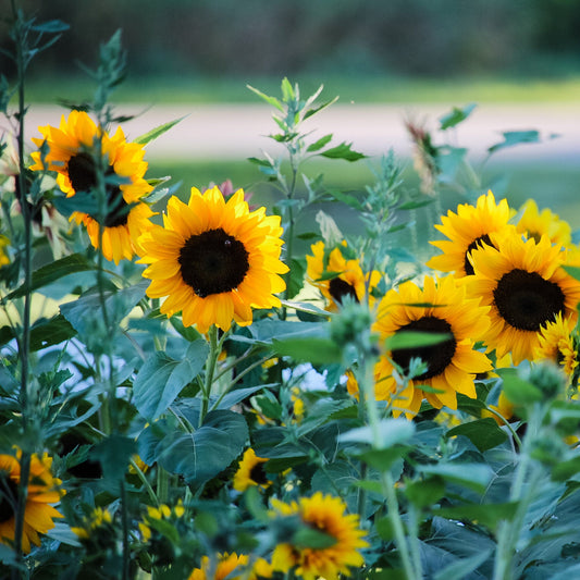 Evening Colors Sunflower Seeds