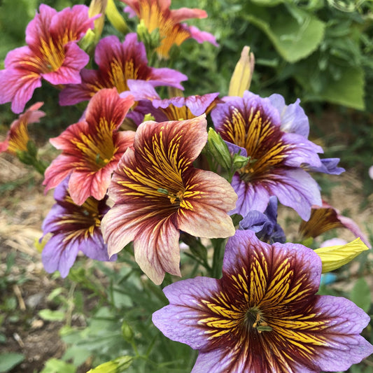 Painted Tongue Flower Seeds