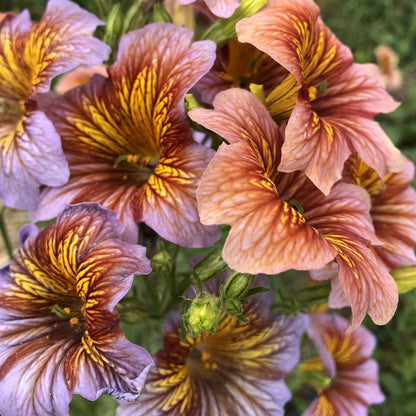 Painted Tongue Flower Seeds
