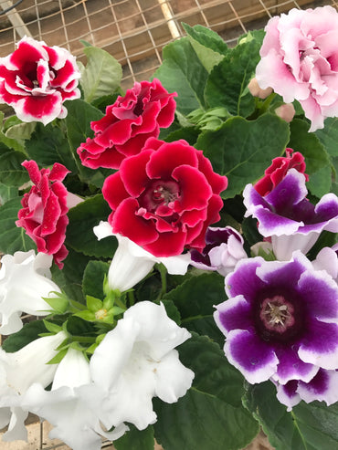 Mix Sinningia Flower Seeds