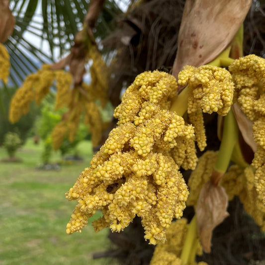 Trachycarpus Fortunei Flower Seeds