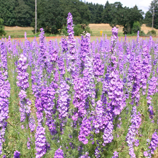 Semi di arbusto Consolida viola Razzo