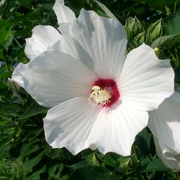 White Eye Hibiscus Flower Seeds