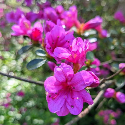 Azalea Seeds for Planting Pink Flowers