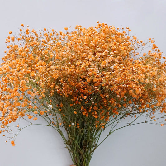 Gypsophila Flower seeds for Planting - Shade Tolerant, Heirloom & GMO Free Seeds for Home Garden
 
 Sale for planting in home garden