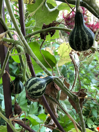 Tennessee Dancing Gourd Vegetable Seeds for Planting – Heirloom, Non-GMO, Easy to Grow, Annual