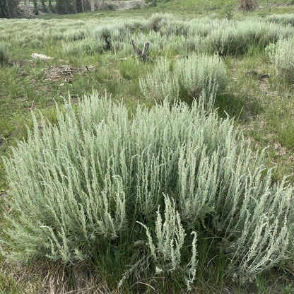 Semi di Erba Salvia Argentea