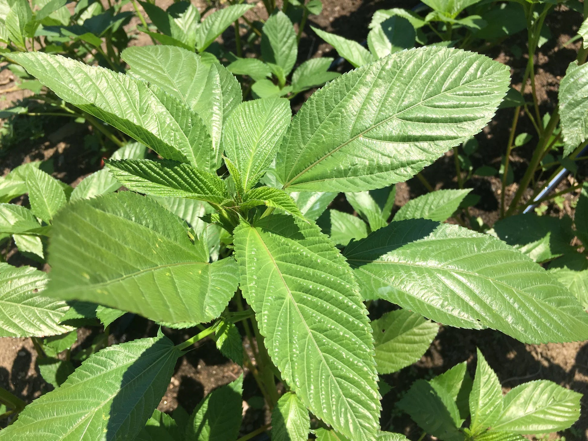 molokhia plant seeds Egyptian Spinach Molokhia Herb Seeds for Planting – Heirloom, Non-GMO, – Pure Asia Seeds