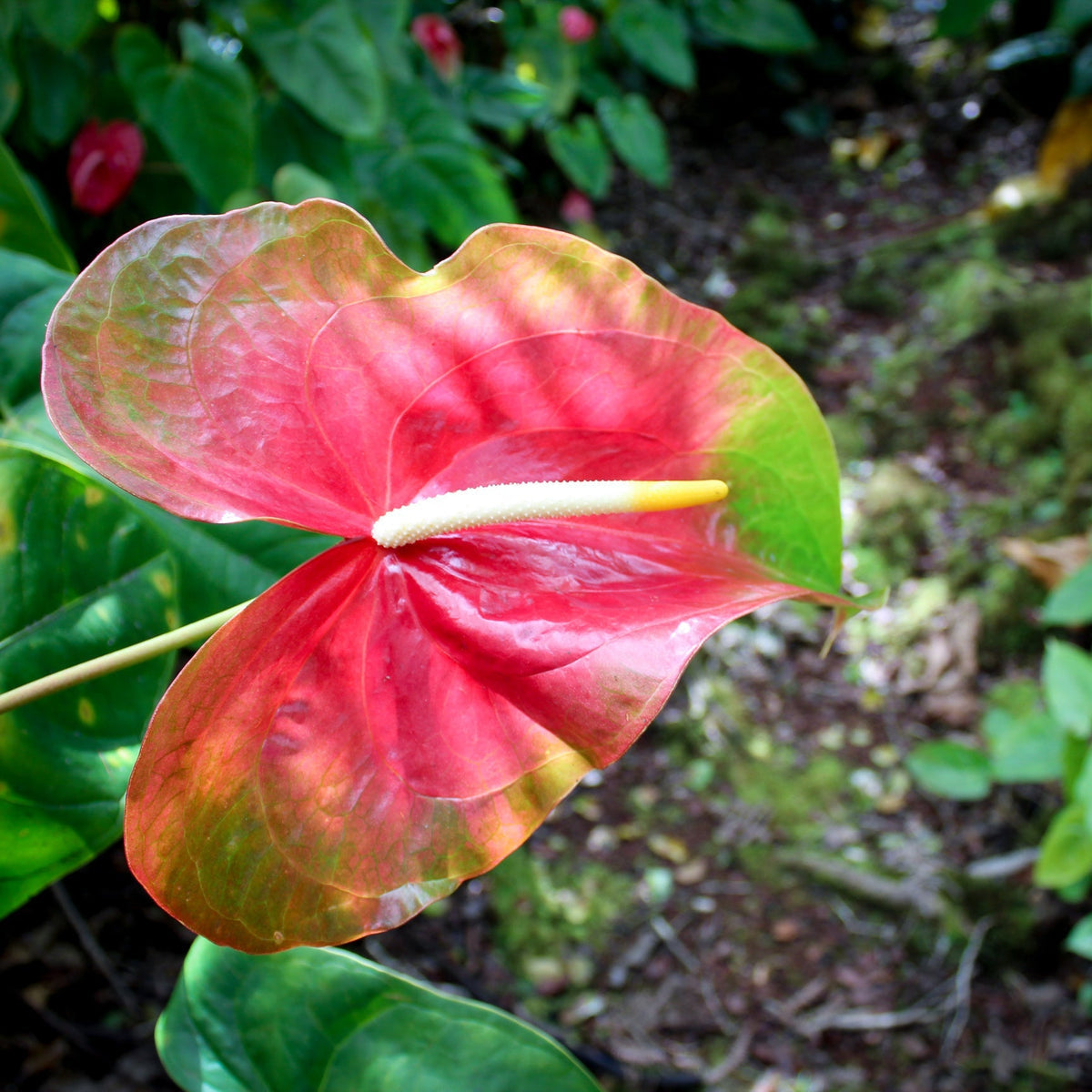 Green Red Anthurium Flower seeds for Planting - Wildflower Mix, Heirloom & GMO Free Seeds for Home Garden
 
 Sale for planting in home garden