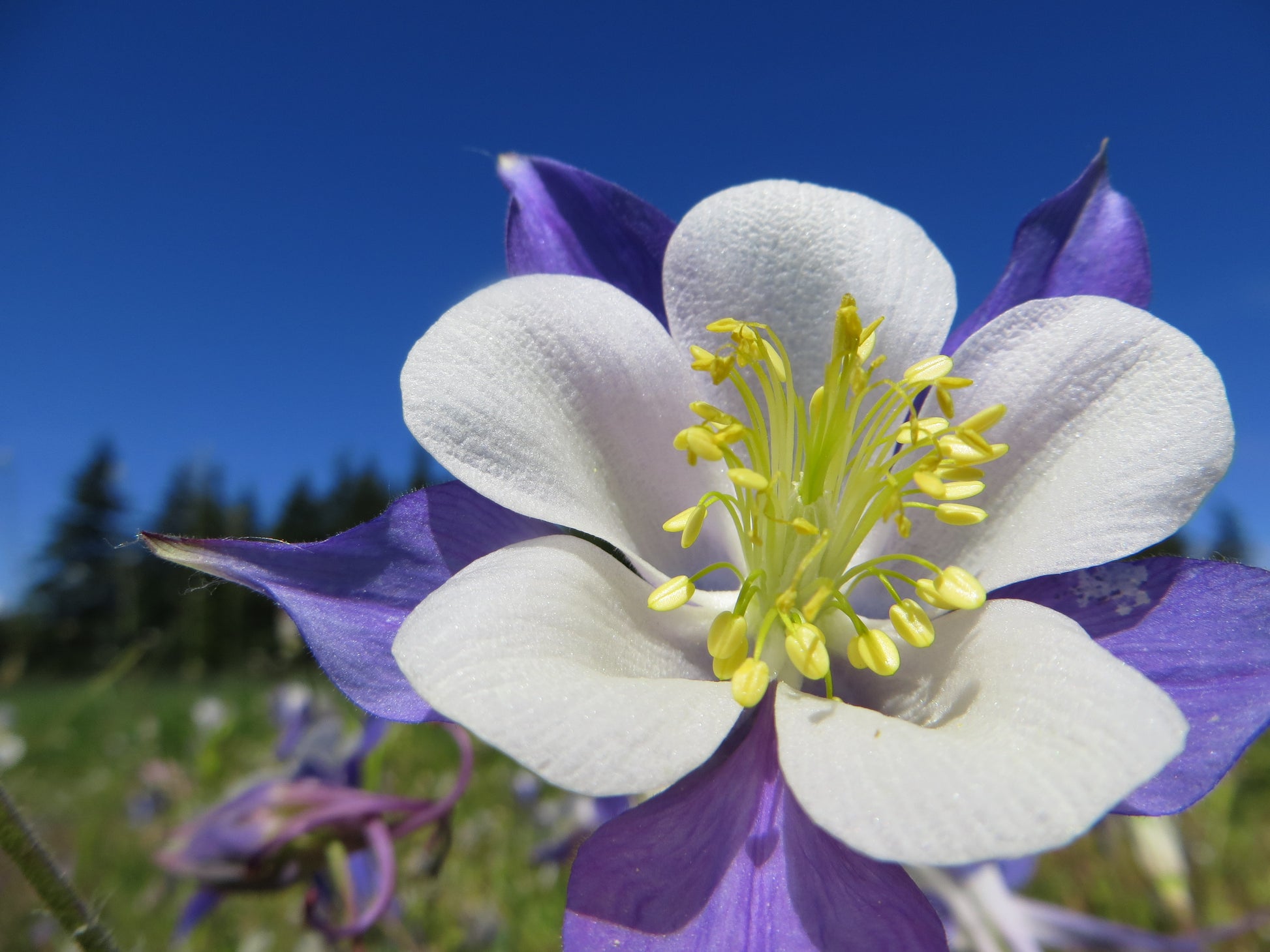 white and lavender columbine flower Rocky Mountain Columbine (Aquilegia caerulea) Flower Seeds for Plantin – Pure Asia Seeds