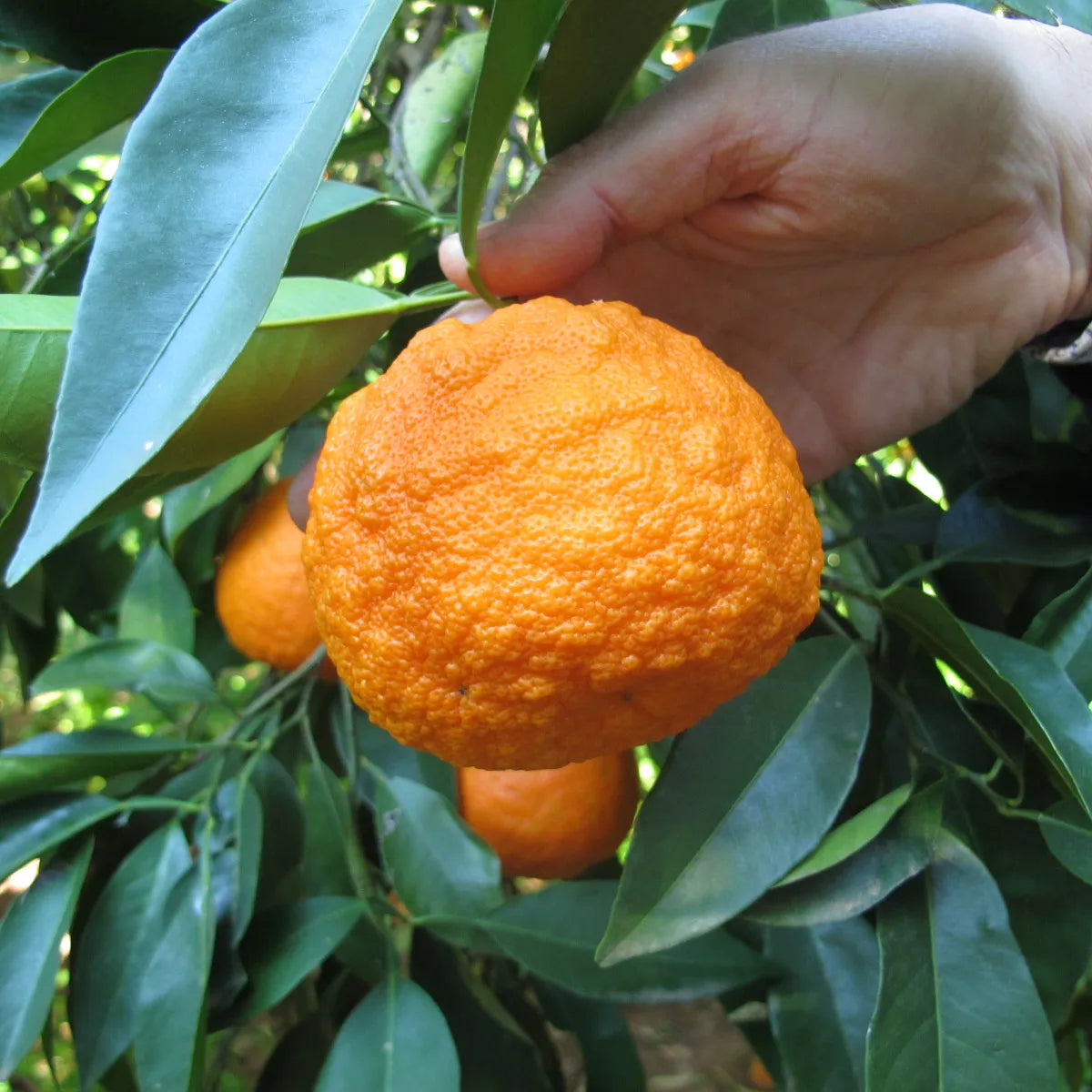 Bitterorangenfruchtsamen