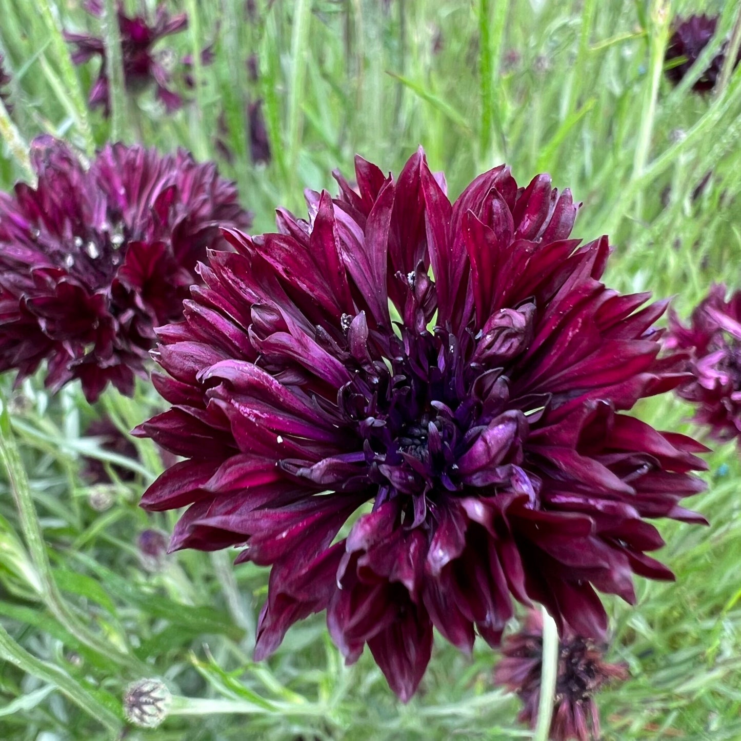 Black Bachelor Button Flower Seeds