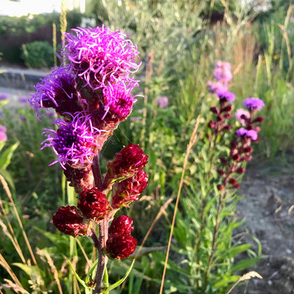planting liatris seeds Liatris Ligulistylis Flower Seeds for Planting – Heirloom, Non-GMO, Pe – Pure Asia Seeds
