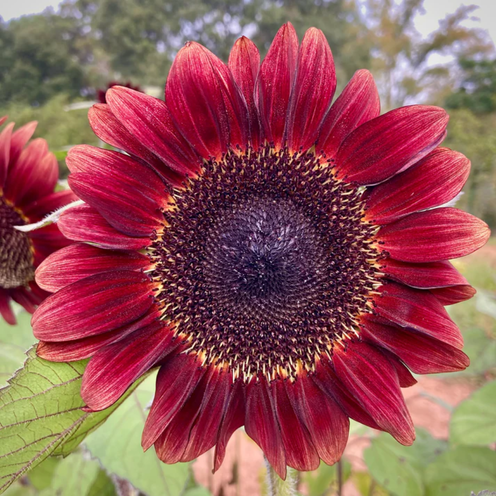 Rote Sonnenblumenkerne