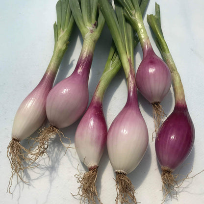 Red Long of Tropea Onion Vegetable Seeds