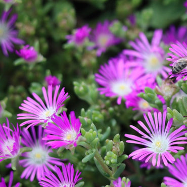 Ice Plant Flower Seeds (Delosperma)