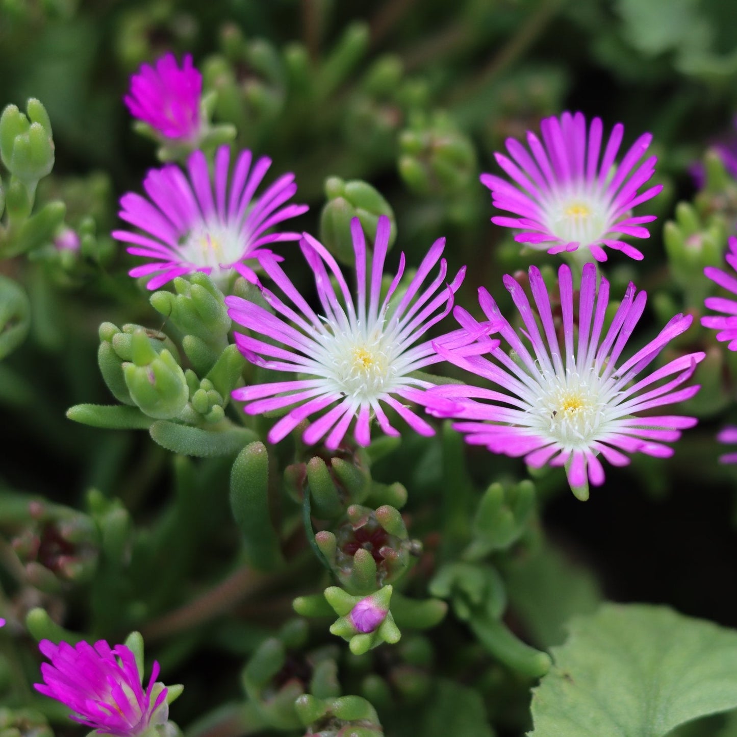 Ice Plant Flower Seeds (Delosperma)