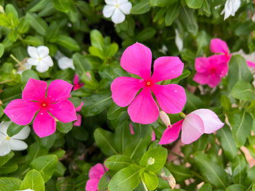 Catharanthus Roseus Flower Seeds