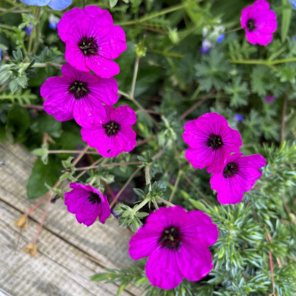 Geranium Subcaulescens Flower Seeds